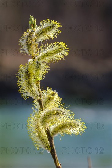 Willow catkin of the Goat willow (Salix caprea)