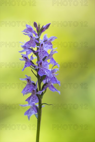 Moorland spotted orchid (Dactylorhiza maculata ) in bloom