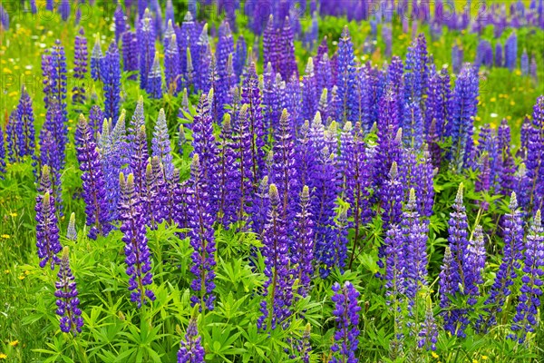 Lupines