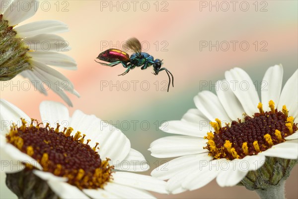 Ruby-tailed wasp (Chrysis ignita) in flight at the bloom of the magnificent bear's ear (Arctotis fastuosa)