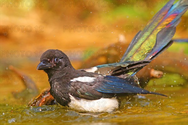 European magpie (Pica pica )