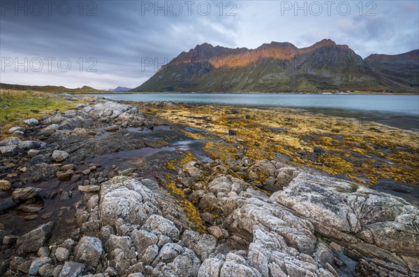 Rocky coast with yellow kelp. seaweed