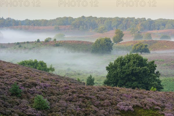 Blooming heath with fog in the valleys