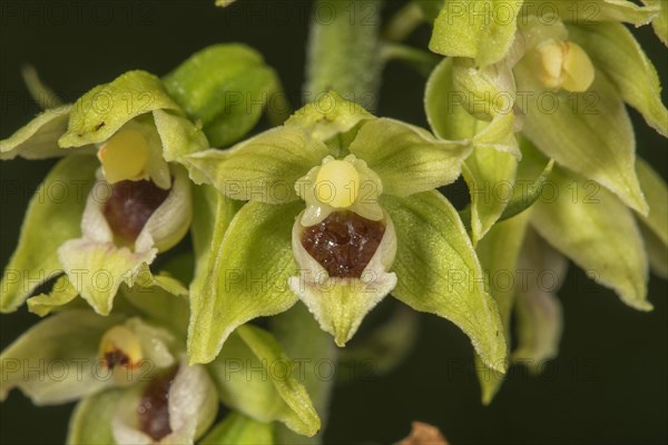 Muller's taproot (Epipactis mulleri) Soloflower