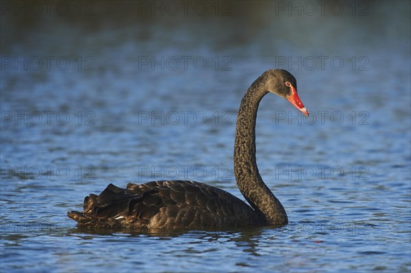 Black swan (Cygnus atratus) swimming on a lake