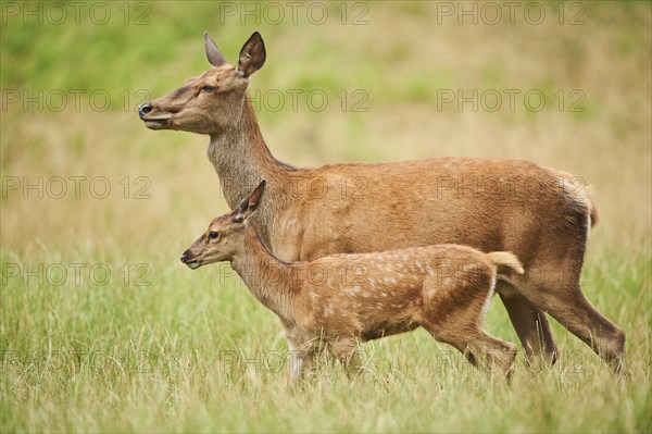 Red deer (Cervus elaphus )