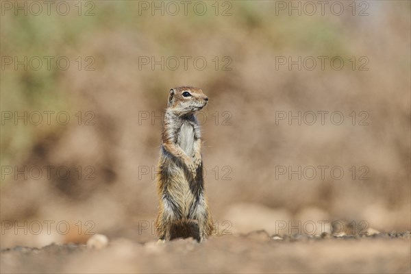 Barbary ground squirrel (Atlantoxerus getulus ) is on lookout