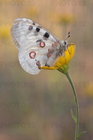 Apollo () sits on (Buphthalmum salicifolium)