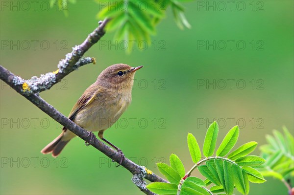 Common chiffchaff (Phylloscopus collybita) on a rowan branch