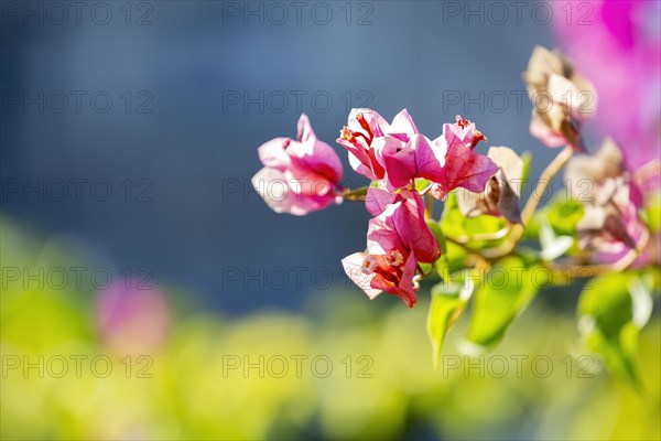 Bougainvillea flowers with blurred background