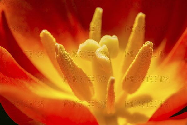 Red Tulips (Tulipa sp.)