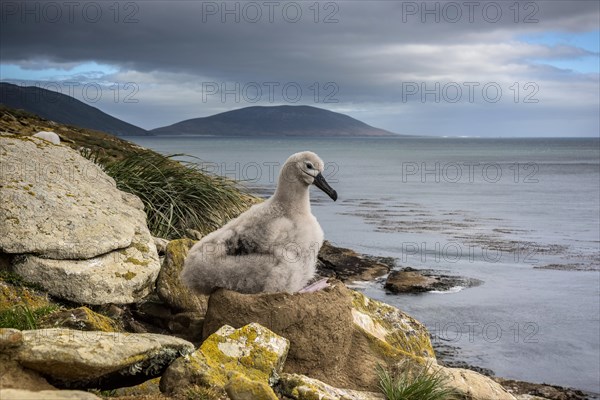 Black-browed Albatross (Thalassarche melanophris) chick on its nest