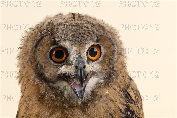 Bengal Eagle Owl