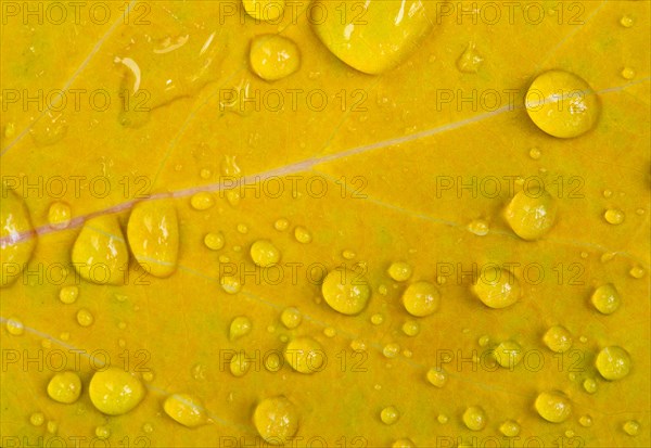 Water drops on a yellow leaf