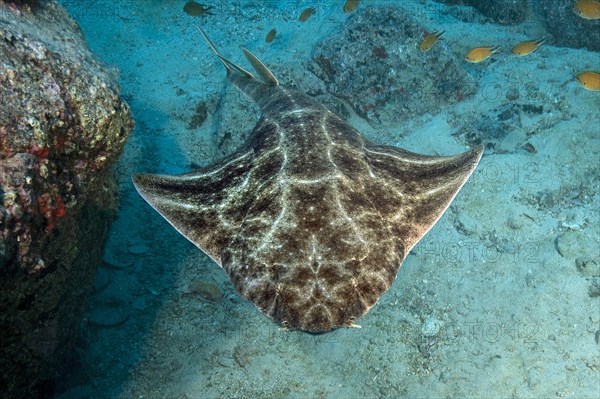 Atlantic angelshark (Squatina squatina) swimming through the reef