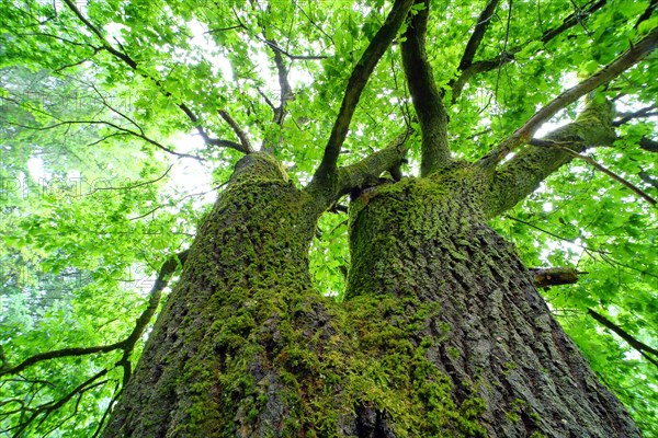 Old oak (Quercus robur) from the frog's perspective with moss and fresh foliage