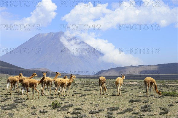 Herds of (Vicugna vicugna) off Misti Volcano