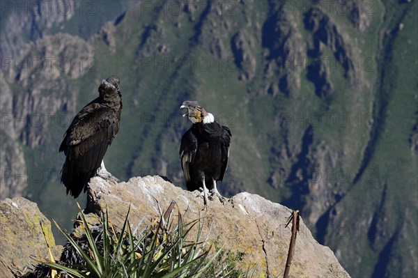 Andean condors (Vultur gryphus) sitting on a rock