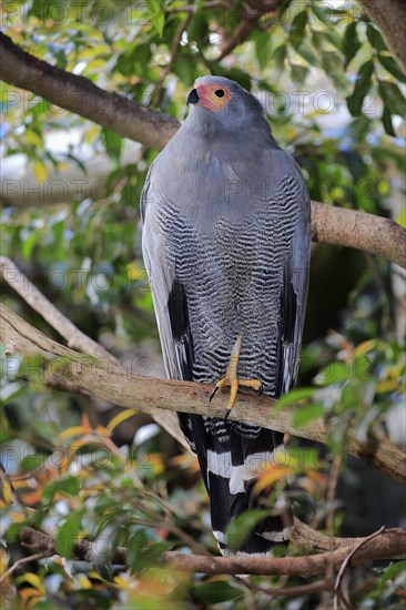 Cave Harrier