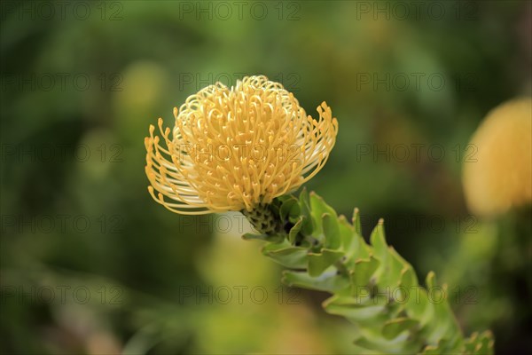 Pincushion protea