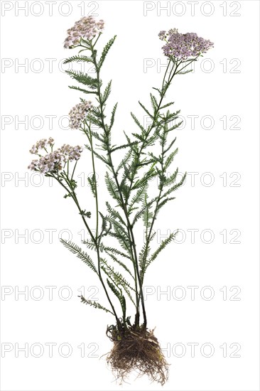 Common yarrow (Achillea millefolium) on white ground