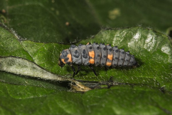 Seven-point ladybird (Coccinella septempunktata) larva on a leaf