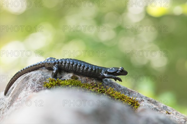 Alpine Salamander (Salamandra atra)