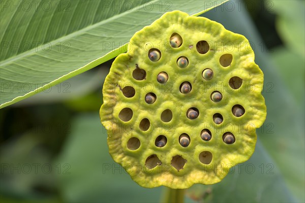 Seed status of a Lotus (Nelumbo)
