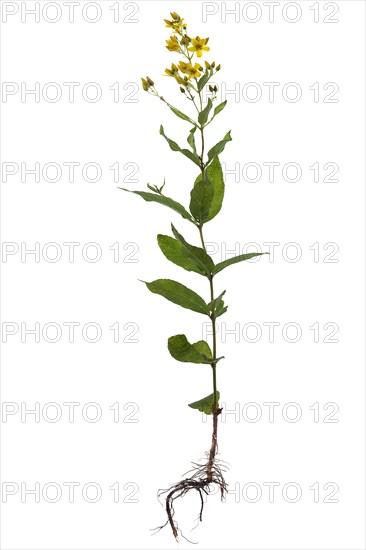 Loosestrife (Lysimachia) on white background