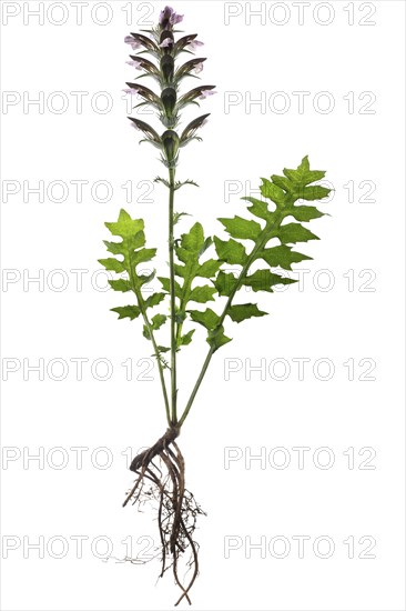 Balkan hogweed (Acanthus hungaricus) on white background