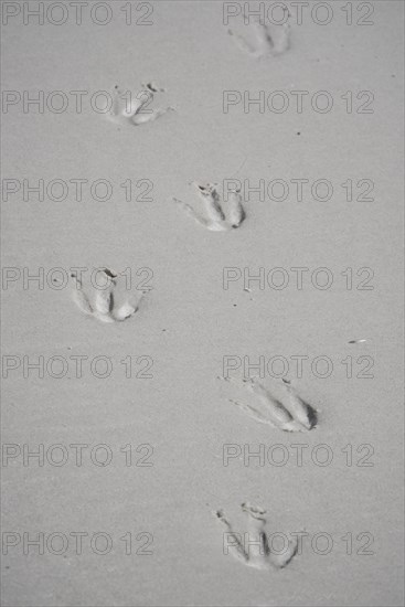 Footprint of a King Penguin (Aptenodytes patagonicus) in Sand