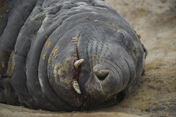 Southern elephant seal (Mirounga leonina)