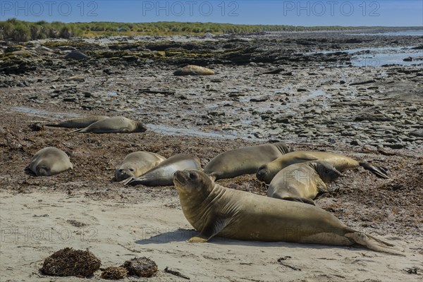 Southern elephant seals (Mirounga leonina) on a beach