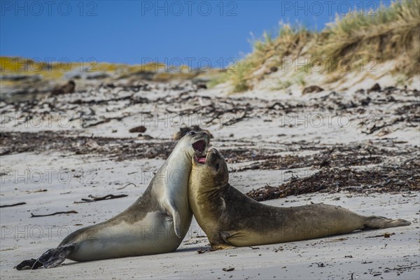 Southern elephant seal (Mirounga leonina)