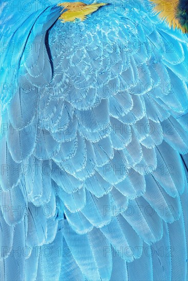 Feathers of a blue and gold macaw (Ara ararauna)