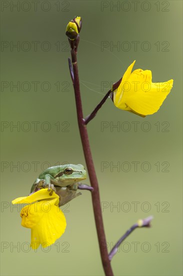 Tree frog on water hose