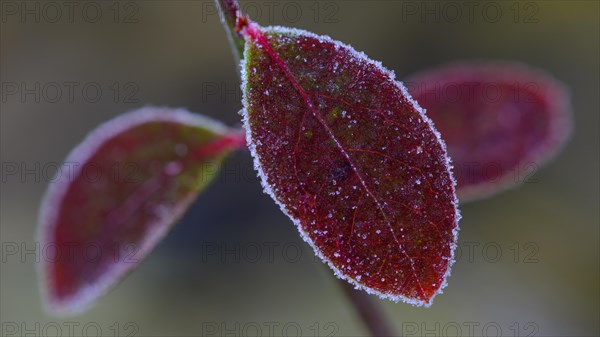 Autumnally colored leaf of blueberry (Vaccinium myrtillus) with ice crystals