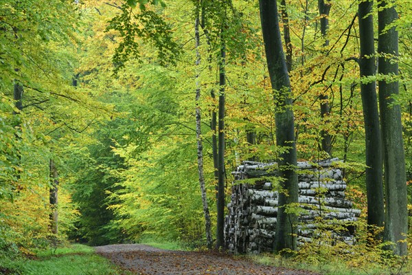 Forest path with felled tree trunks in autumn in the Holy Halls