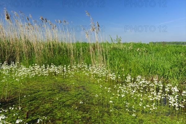 Common water buttercup (Ranunculus aquatilis L.) flowering in a ditch in the oxbog
