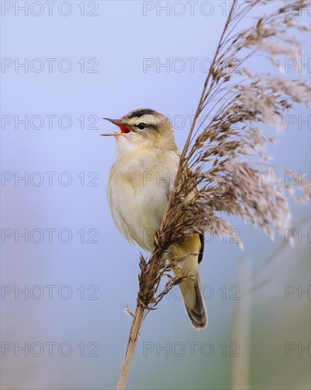 Sedge warbler (Acrocephalus schoenobaenus) on the Ansitzwarte at the reeds in the Ochsenmoor