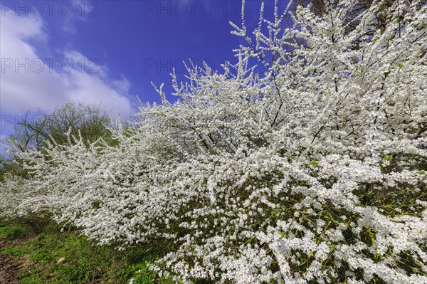 Flowering sloe hedge in spring