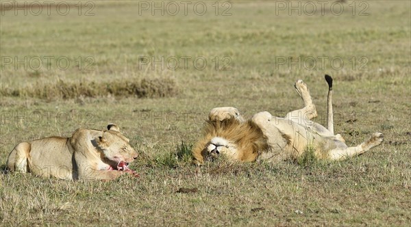 Lioness and (Panthera leo) with remains of prey