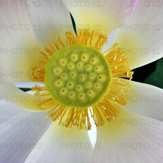 Fruit of the pink lotus flower (Nelumbo nucifera)
