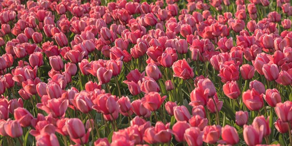 Tulip field near Lisse