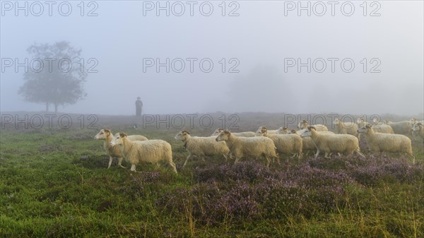 Shepherd with a flock of sheep in the heath at the Thuelsfeld dam at sunrise in the fog