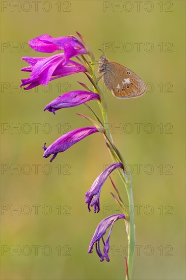 Chestnut Heath (Coenonympha glycerion ) to Sumpfgladiole