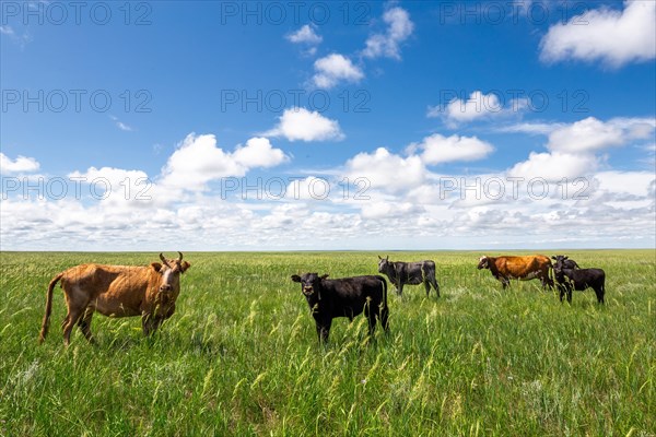 Menen Steppe is huge area with small hills which border basin of Numrug and Khalkh Gol Rivers. Dornod province