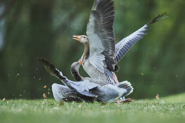 Two (Anser anser) fight in a meadow