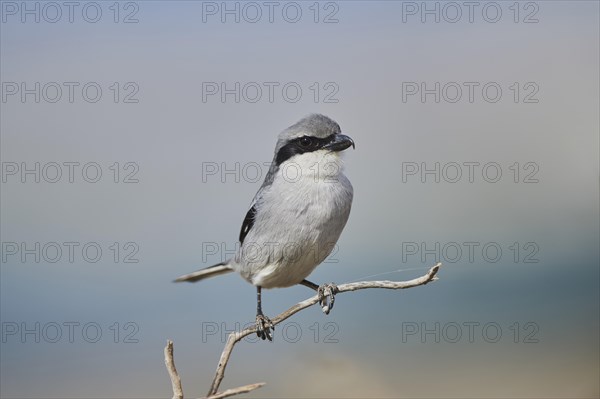 Great grey shrike (Lanius excubitor) sitting on a branch