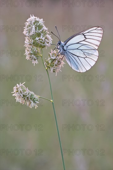 Black-veined white (Aporia crataegi) sitting on a blade of grass